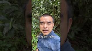 茶山老板说不收费的品鉴包不会是好茶，看看我们品鉴包为什么要收费#金色东方古树茶 #organic#古树茶