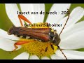 Insect van de Week 206: Getailleerde boktor