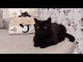 Cat Live Stream 【Tama the Black Cat】