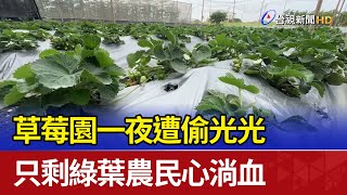 草莓園一夜遭偷光光 只剩綠葉農民心淌血