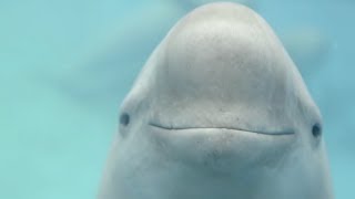 The world's second artificially raised baby finless porpoise celebrates its 100-day birthday