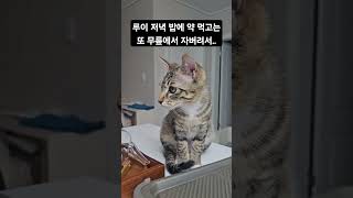 [우리집 루이 일기] 루이는 하루에 아침, 저녁으로 습식에 약을 타서 먹는 중입니다. 저는 밥을 굶구요..