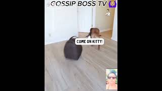 Amazing how the dog drive the cat around 🙆🏼‍♀️ #funny #dog  #duet