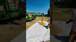 Rice farming #green #travelfood #viralvideo #travel #streetfood