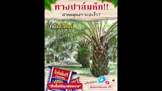 ปาล์มน้ำมันทางใบหัก เกิดจากสาเหตุอะไร