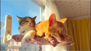 現場からは以上です。② 【元野良保護子猫と茶トラニキの日向ぼっこ】【Cats basking in the sun】