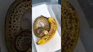 இது பாம்பா... இல்லை வாழைப்பழமா..? #tamilfacts #shorts #shortsfeed #viral #facts #snake #banana