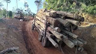 log truck malaysia the power off V8 340 PS wood production reserves [ lori balak malaysia ]