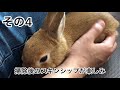 158 うさぎ小屋の掃除当番あるあるを言いたい