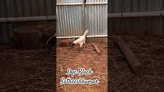 @DyeblackSatheeshkumar #kattuseval #sandaikozhi #rooster #agriculture #dyeblack #reels #youtube