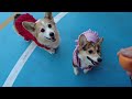 生後5ヶ月のコーギー@初めてのドッグラン🐕with10歳の先住コーギー【阪急ハロードッグ】