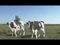 Dancing cows - song: Mickey by Toni Basil