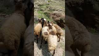 mountain shepps🐑 | sheep new vidio 2023 #shorts