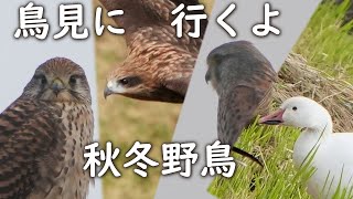 野鳥探しハクガン.チョウゲンボウ.タゲリ斐伊川探鳥のコツ