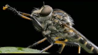 Robber Fly Up Close and Personal in [4K]