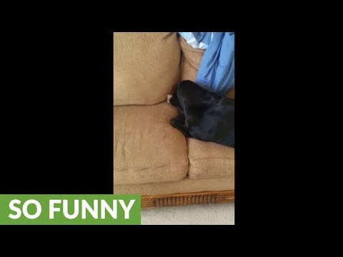 Dog hides bone in couch, covers it with blanket Dog hides bone in couch, covers it with blanket