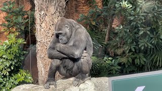 午前中はしょんぼりリキくん【2023年1月22日】【上野動物園】ゴリラ