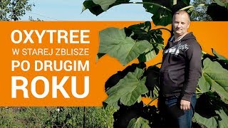 Podsumowanie 2-letniej uprawy Oxytree w woj. mazowieckim