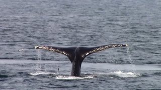 9.13.14 Humpback Whales, Bottlenose Dolphins \u0026 Mola Mola