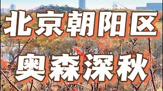 北京朝阳区奥林匹克森林公园晚秋美景