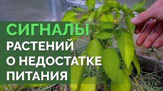 Болезни растений: диагностика по листьям | Технология изобилия