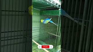 New pair of rainbow budgie:: budgie care and breeding            #birds #budgies #pets