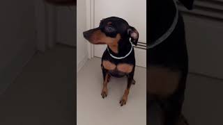 叱られて目を合わせない犬　#shorts #dog #cute