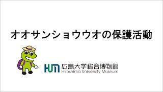 オオサンショウウオの保護活動