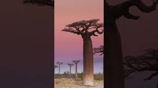 తలక్రిందుగా ఉండి దాహం తీర్చే చెట్లు #shortvideo #baobab #viral  #facts #africa