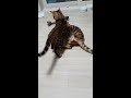 3 fight bengal cat 뱅갈고양이