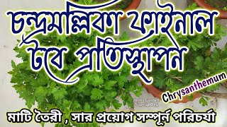 চন্দ্রমল্লিকা ফাইনাল টবে প্রতিস্থাপন | Chrysanthemum final potting. Chandramallica.