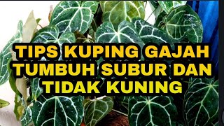 TIPS DAN CARA MERAWAT TANAMAN KUPING GAJAH AGAR TUMBUH SUBUR DAN DAUNNYA TIDAK MENGUNING