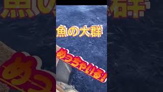 なんやこら！🤑一面魚！めっちゃいる！                     #サビキ #新居海釣り公園 #浜名湖 #浜名湖釣り #アジ #団子釣り