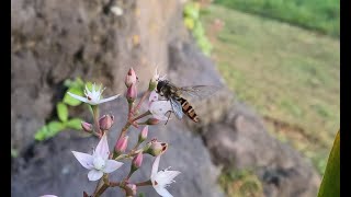 Marmalade hoverflies (Episyrphus balteatus) on the fairy crassula (Crassula multicava)