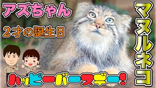 マヌルネコのアズちゃん【神戸どうぶつ王国】２才の誕生日(Happy Birthday to AZU-chan of Pallas's cat)