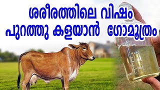 ശരീരത്തിലെ വിഷം പുറത്തുകളയാൻ ഗോമൂത്രം | Medicinal Properties of Cow Urine | Malayalam Health Tips