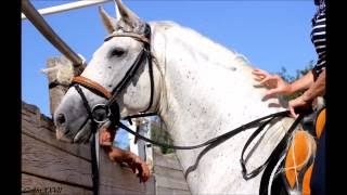 Genio..séance de travail dressage ibérique et Garrocha