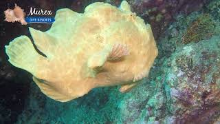 Swimming  Giant Frogfish - Murex Dive Resorts