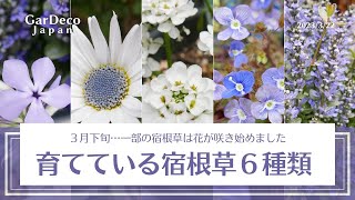 【３月下旬】育てている宿根草６種類【一部は開花】