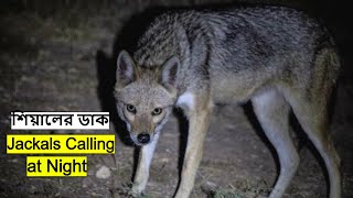 রাতে শিয়ালের দলের ডাক | Jackals Calling | Siyar ki Awaz | Siyal Dak | Jackal Sound @wildindiamit​