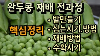 [24-178]완두콩 재배 전과정 핵심정리, 이 영상 하나면 끝