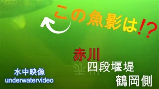 魚影はありましたが・・・【水中映像】赤川　四段 堰堤　鶴岡側　サクラマス 釣り場　 地形の確認にどうぞ(^^)　underwater videography fishing point