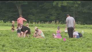 Local farm celebrates strawberry season