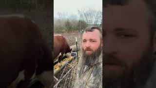 Rufus has terrible table manners #rufusthebull #cow #farming #bull #farm