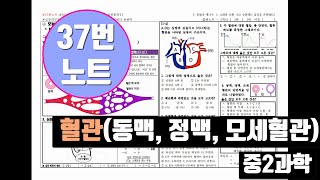 [37번노트][청불피TV][중2과학]혈관(정맥, 동맥, 모세혈관) 문제풀이 포함