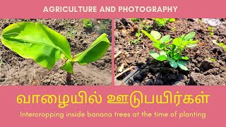 வாழையில் ஊடுபயிர்கள் சில | நிலக்கடலை , உளுந்து , தடைபயிர் | Intercropping inside Banana trees