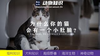 猫咪的“原始袋”：有些人担心猫咪是不是生病了，甚至怀疑是不是肿瘤！