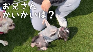 ドッグランでお気に入りのお兄さんにカイカイされゴロゴロしまくる犬【ボストンテリア】ハーバーワンダーランド♪