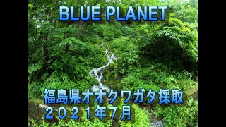 福島県オオクワガタ採取　２０２１年７月