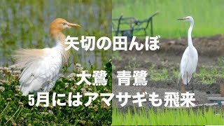 田んぼの野鳥撮影